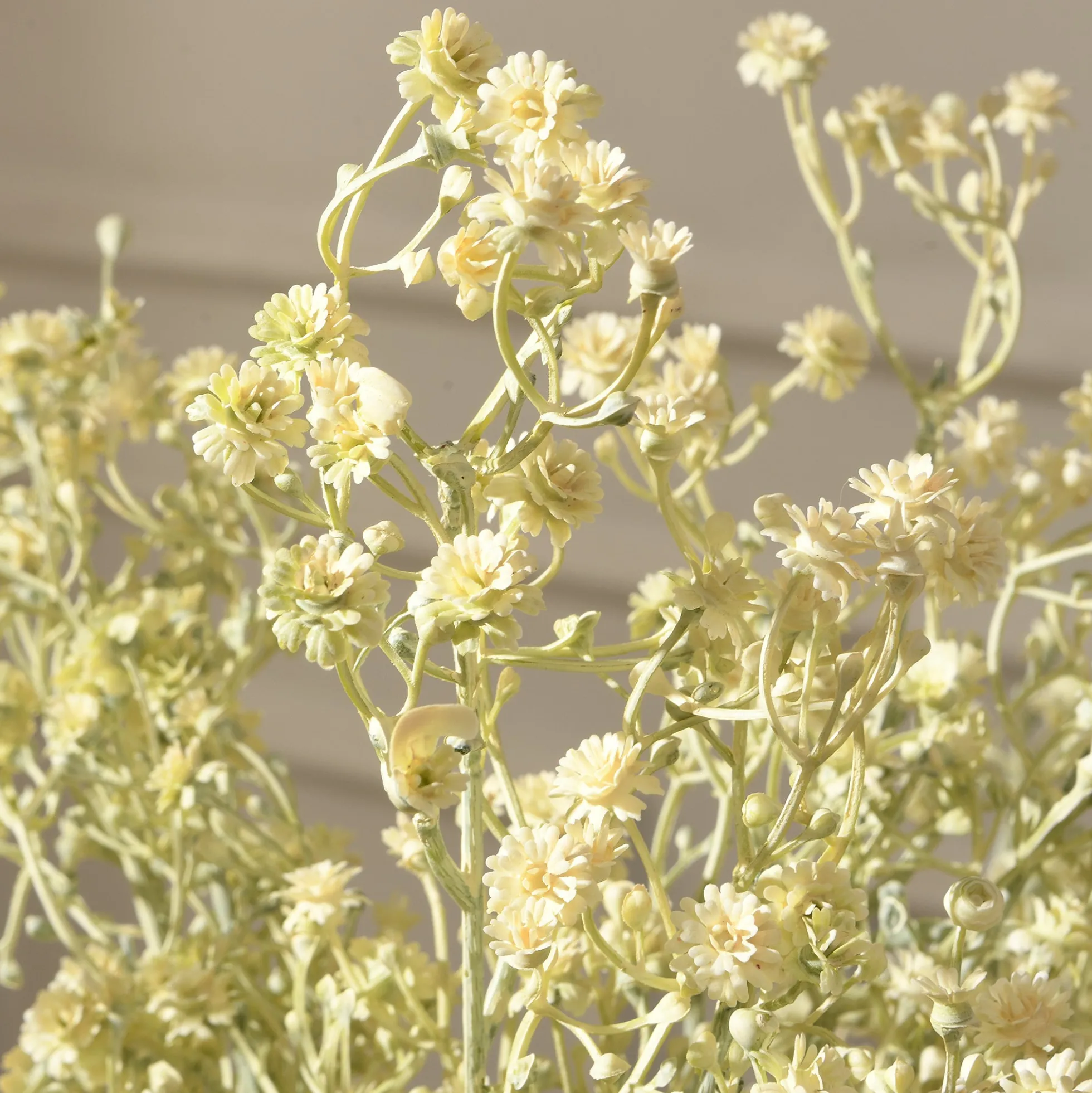 Tige de Gypsophile 59 cm