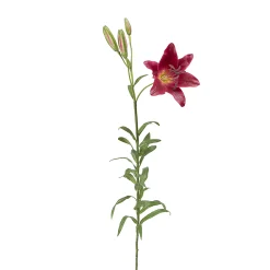 Tige de Lily Rubrum Elsa
