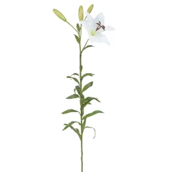 Tige de Lily Rubrum Elsa