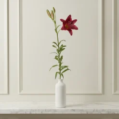 Tige de Lily Rubrum Elsa