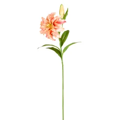 Tige de Lys Oriental Double