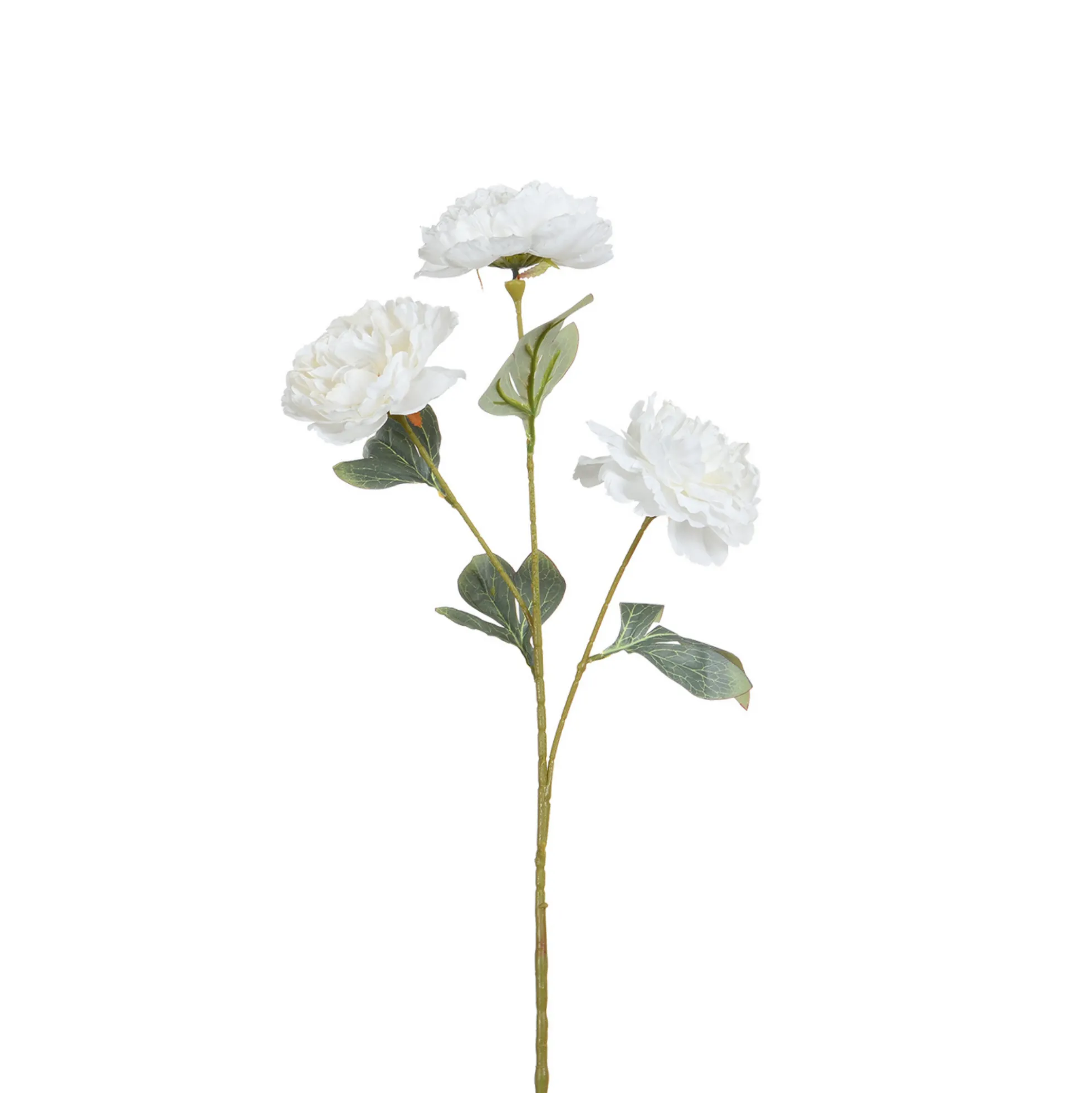 Tige de Pivoine 85 cm