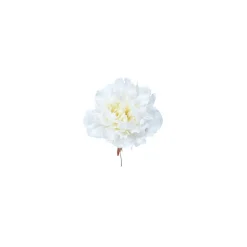 Tige de Pivoine à piquer