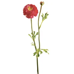 Tige de Renoncule Mathilda