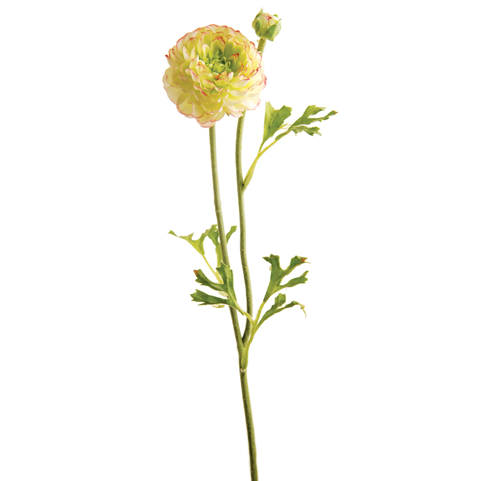 Tige de Renoncule Mathilda