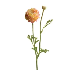 Tige de Renoncule Mathilda