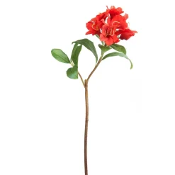Tige de Rhododendron