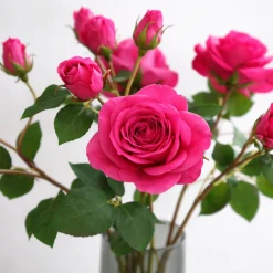 Tige de Rose Avec Bourgeon