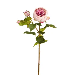 Tige de Rose David fermée