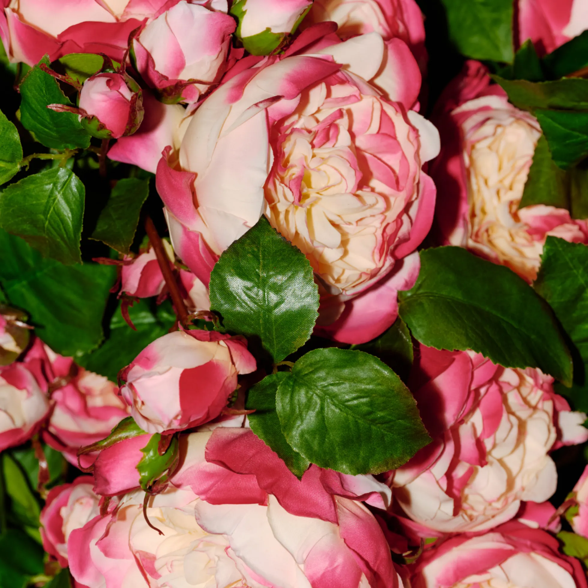 Tige de Rose David fermée