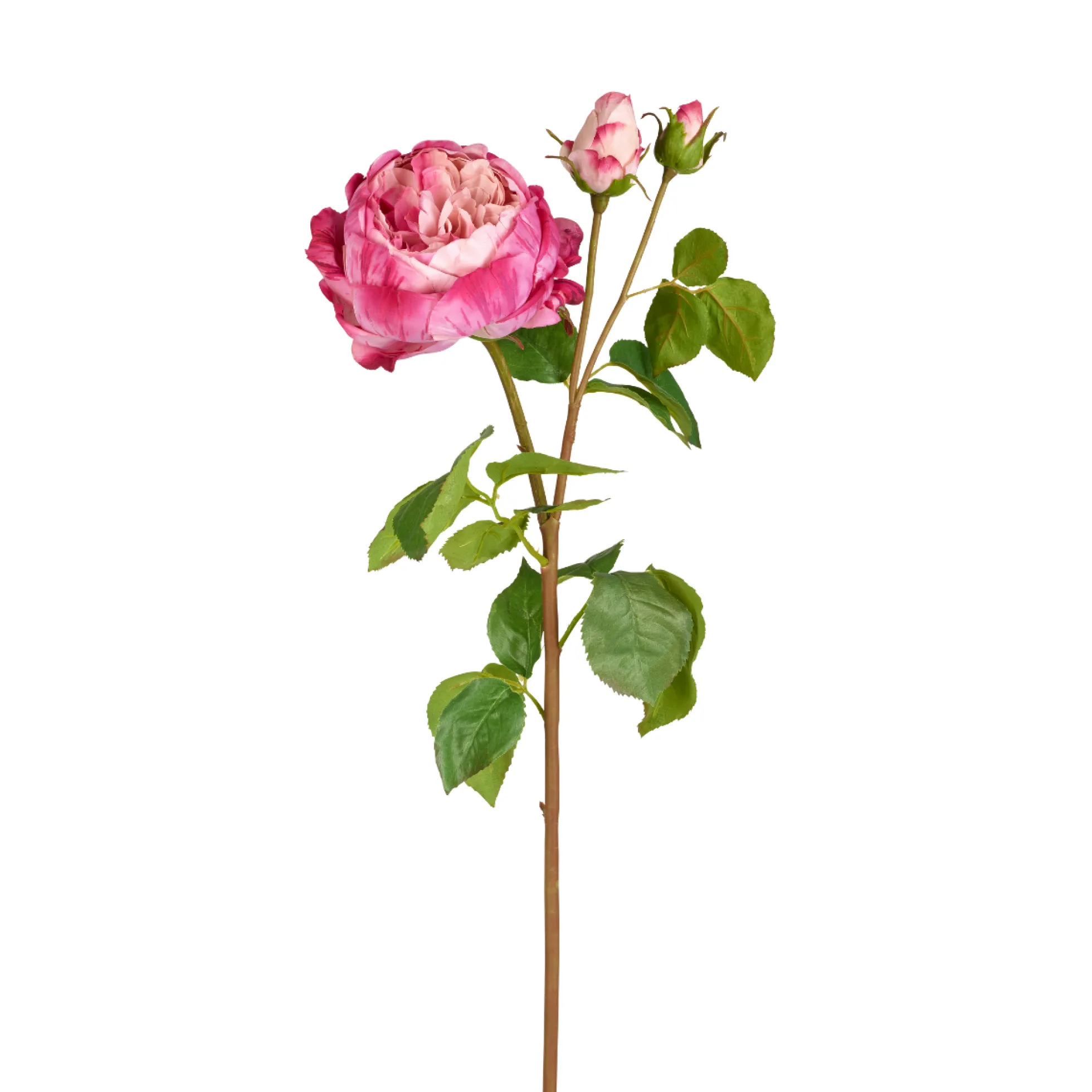 Tige de Rose David fermée