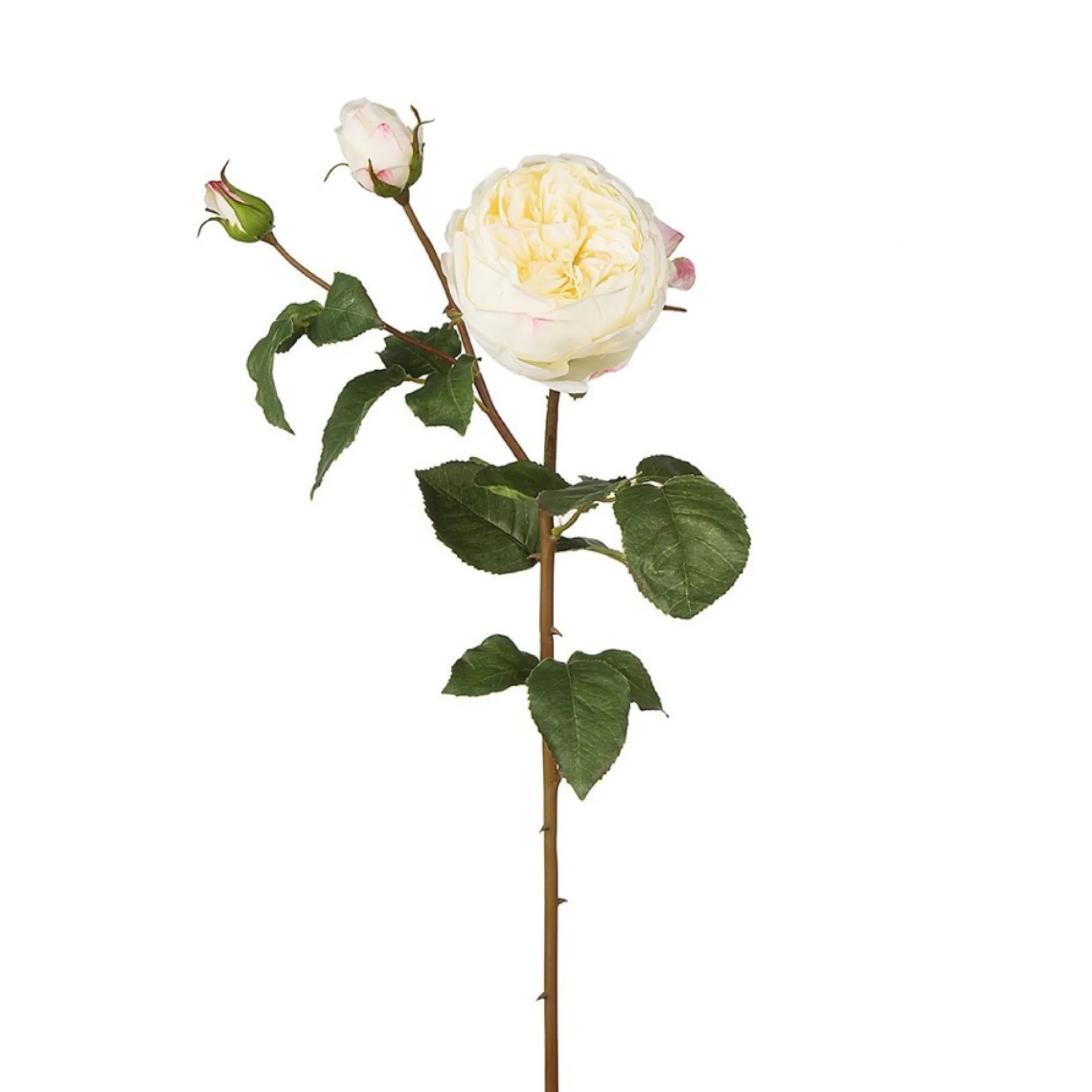 Tige de Rose David fermée
