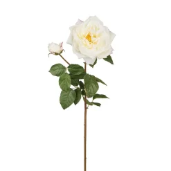 Tige de Rose David ouverte