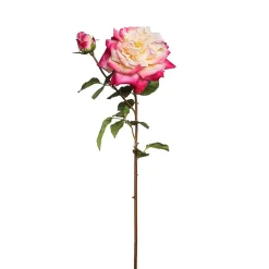 Tige de Rose David ouverte