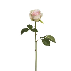 Tige de Rose Diane