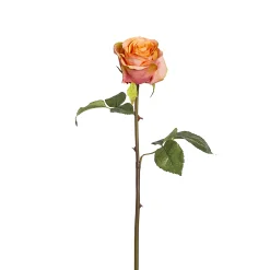 Tige de Rose Diane