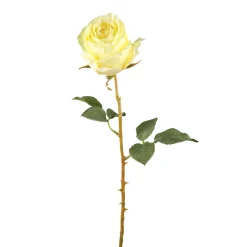 Tige de Rose Kate