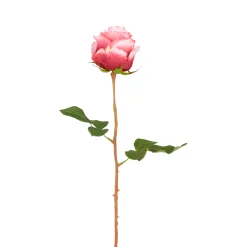 Tige de Rose Kate