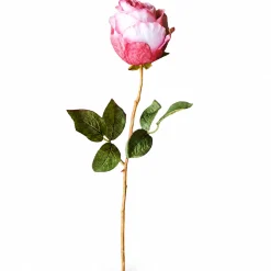 Tige de Rose Kate