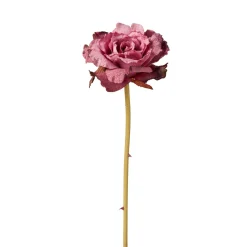Tige de Rose Leslie ouverte