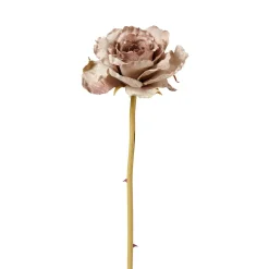 Tige de Rose Leslie ouverte