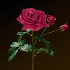Tige de Rose Premium 50 cm