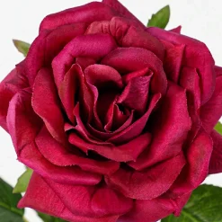 Tige de Rose Premium 50 cm