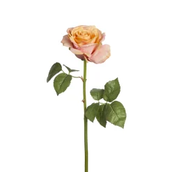 Tige de Rose Sarah