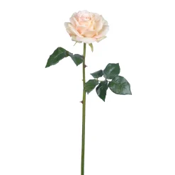 Tige de Rose Sarah