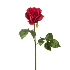 Tige de Rose Sarah