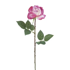 Tige de Rose Sophia