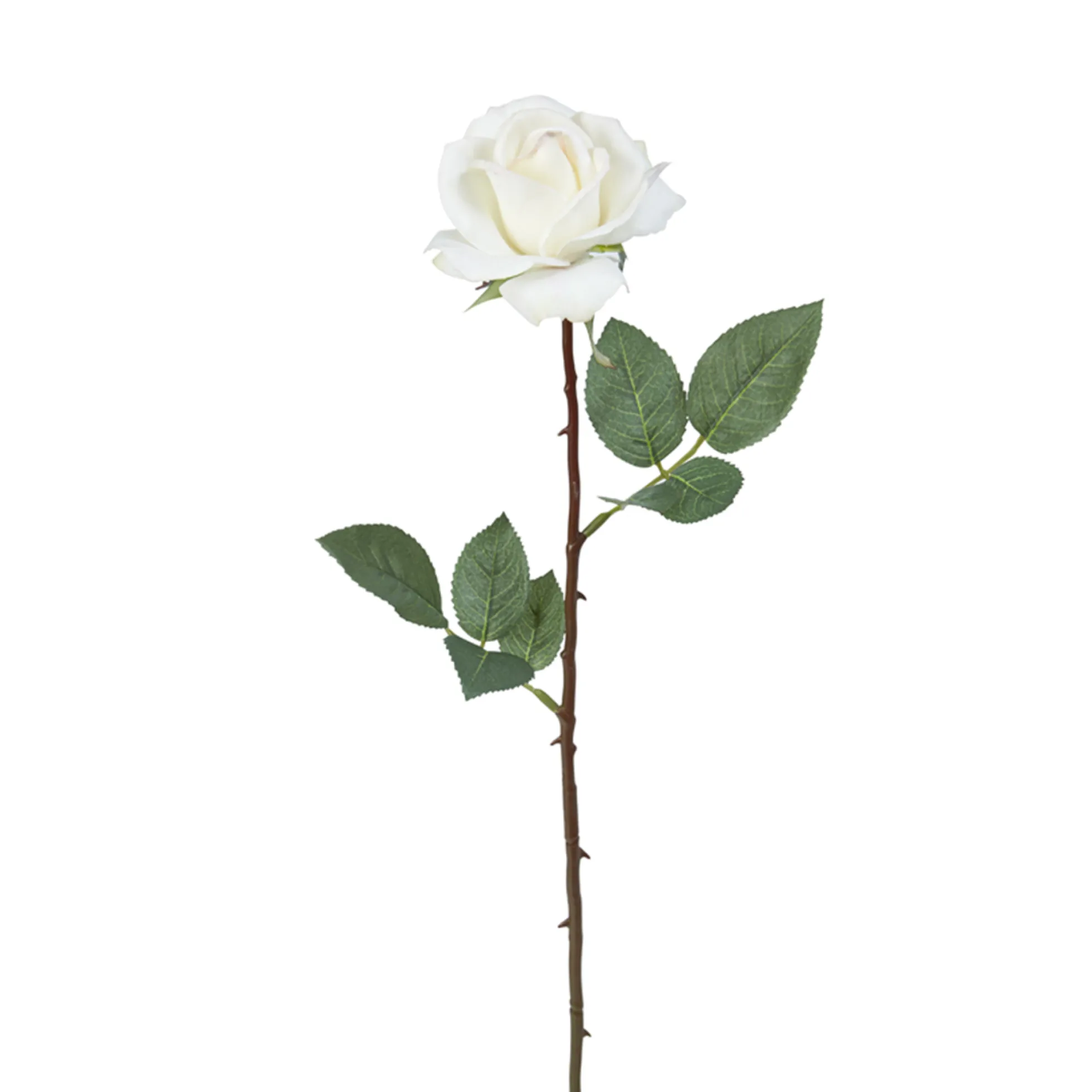 Tige de Rose Sophia