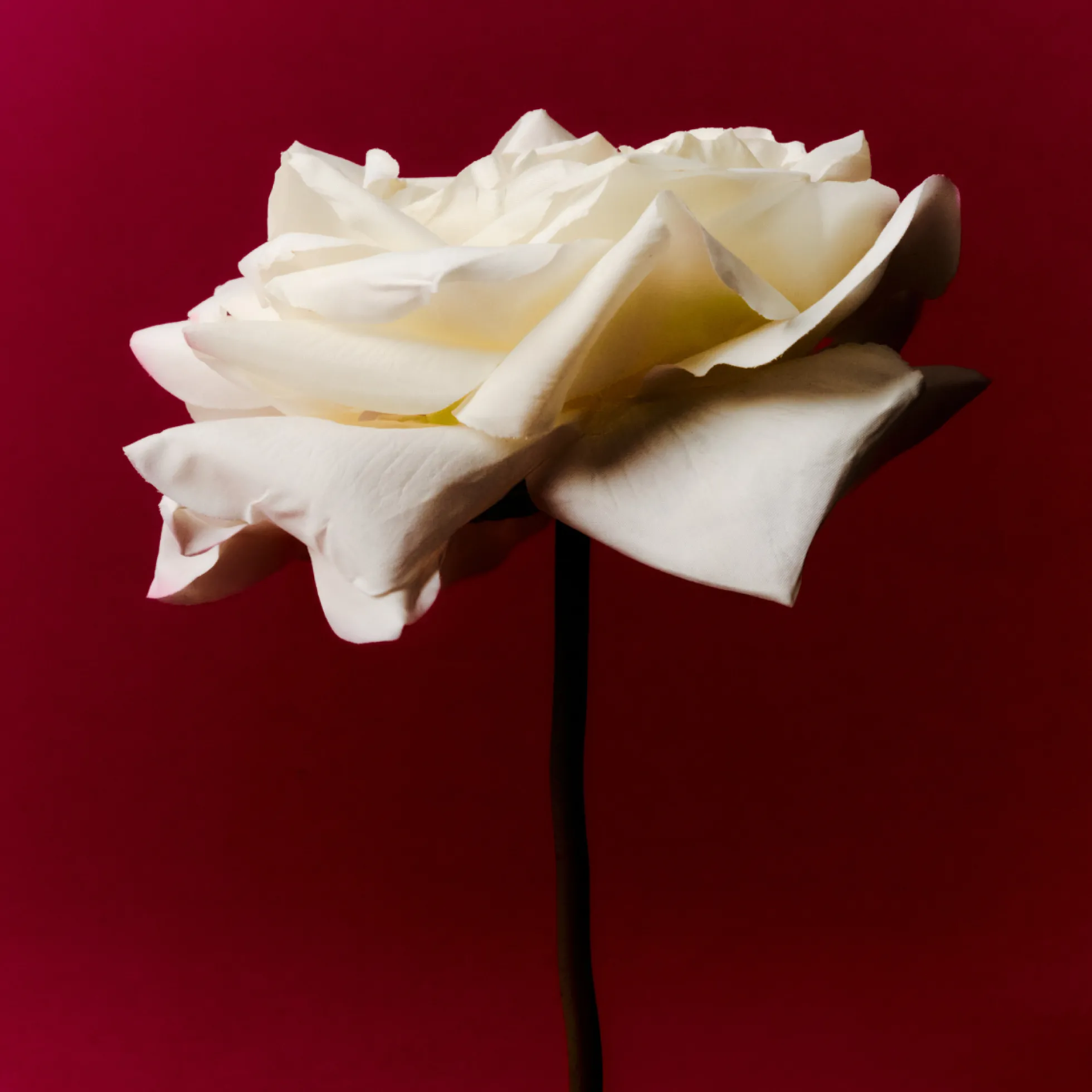 Tige de Rose Sophia