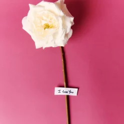 Tige de Rose Sophia
