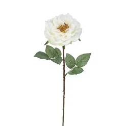 Tige de Rose Sophie ouverte