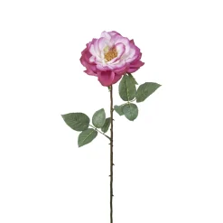 Tige de Rose Sophie ouverte