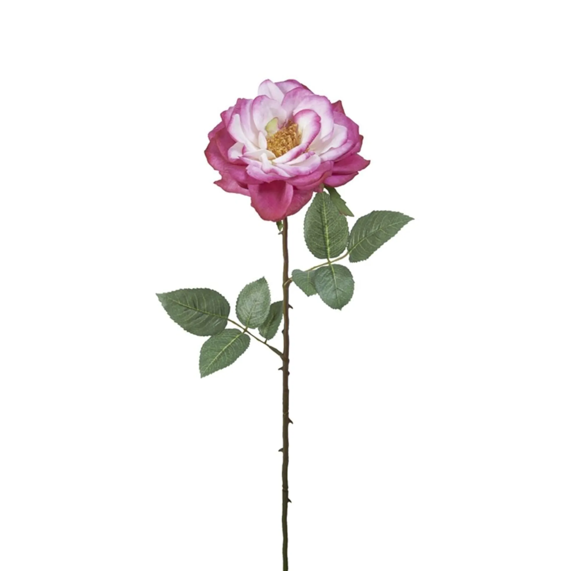 Tige de Rose Sophie ouverte