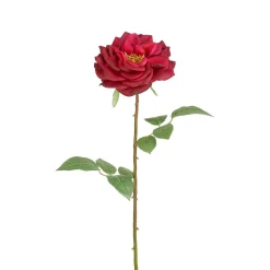 Tige de Rose Sophie ouverte