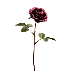 Tige de Rose Tea