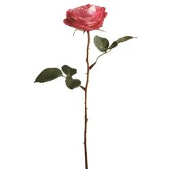 Tige de Rose Tea