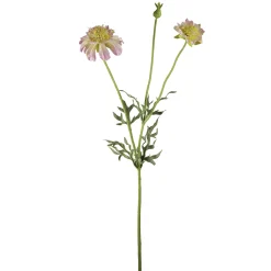 Tige de Scabiosa Fleurie