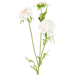 Tige de Scabiosa Fleurie