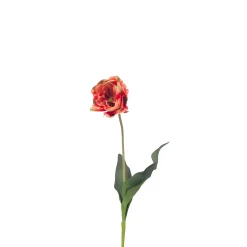 Tige de Tulipe double