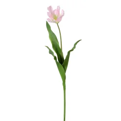 Tige de Tulipe Perroquet