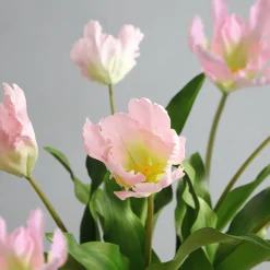 Tige de Tulipe Perroquet