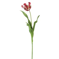Tige de Tulipe Perroquet