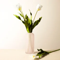 Tige de Tulipe Perroquet