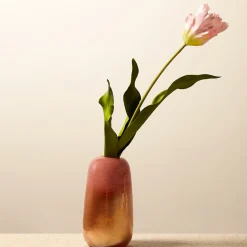 Tige de Tulipe Perroquet