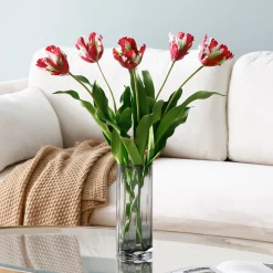 Tige de Tulipe Perroquet