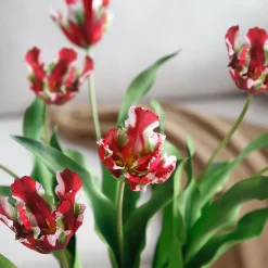 Tige de Tulipe Perroquet